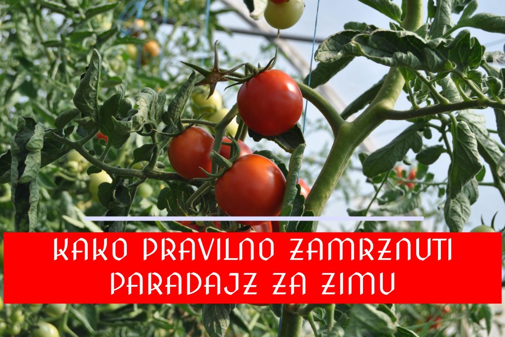 KAKO ZAMRZNUTI PARADAJZ ZA ZIMU