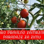 KAKO ZAMRZNUTI PARADAJZ ZA ZIMU