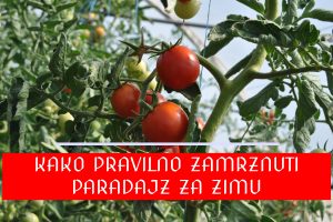 KAKO ZAMRZNUTI PARADAJZ ZA ZIMU