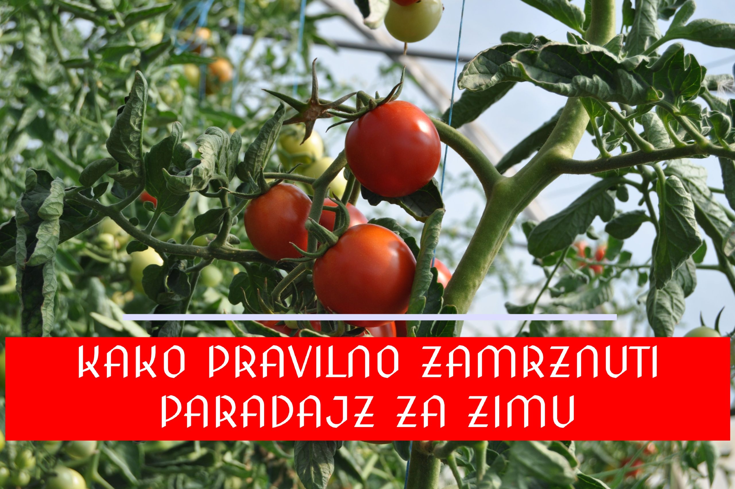 KAKO ZAMRZNUTI PARADAJZ ZA ZIMU