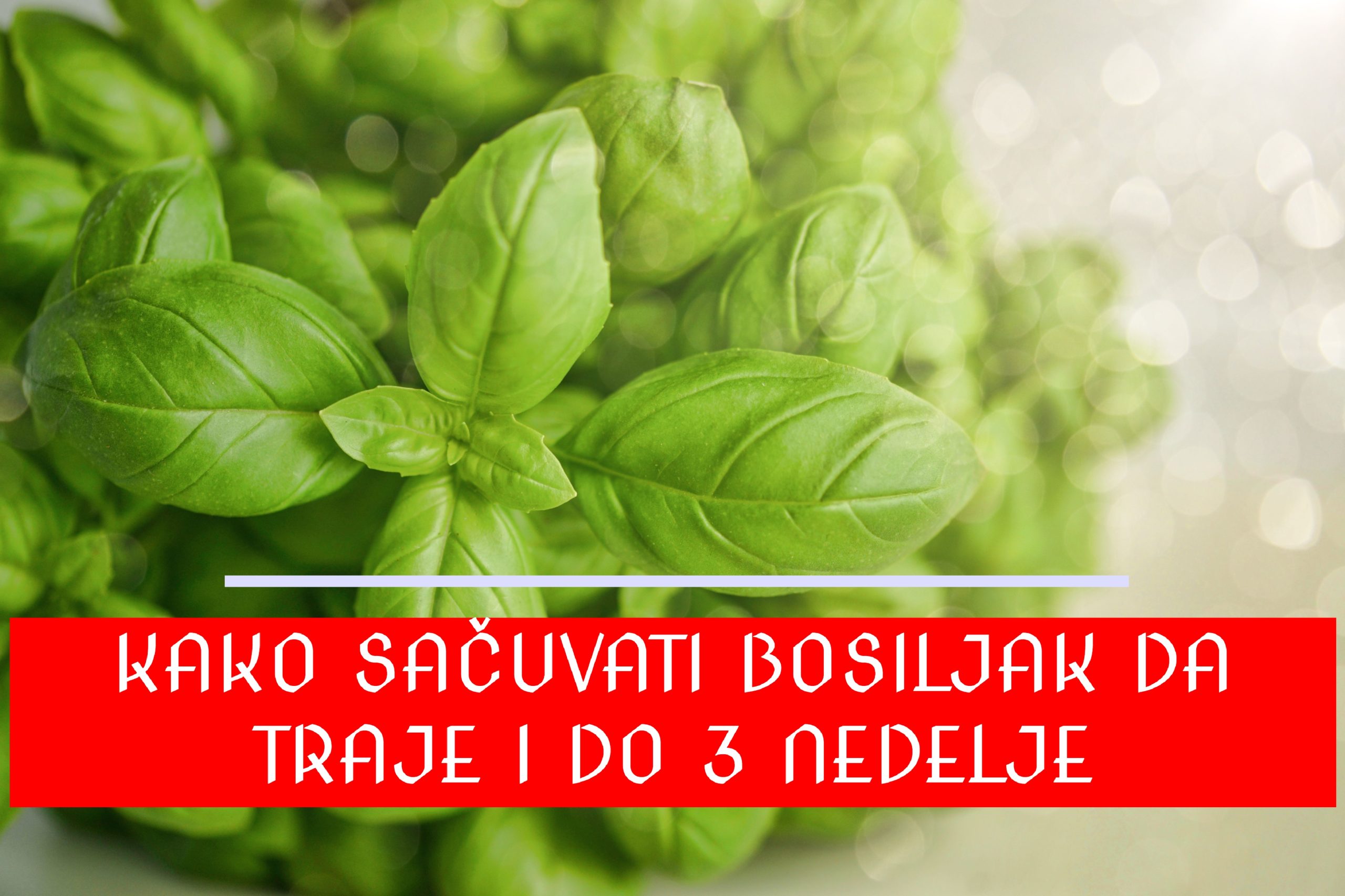 Kako sačuvati svež bosiljak da traje i do 3 nedelje
