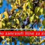 Kako zamrznuti šljive za zimu
