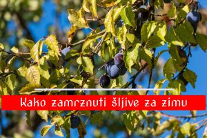 Kako zamrznuti šljive za zimu