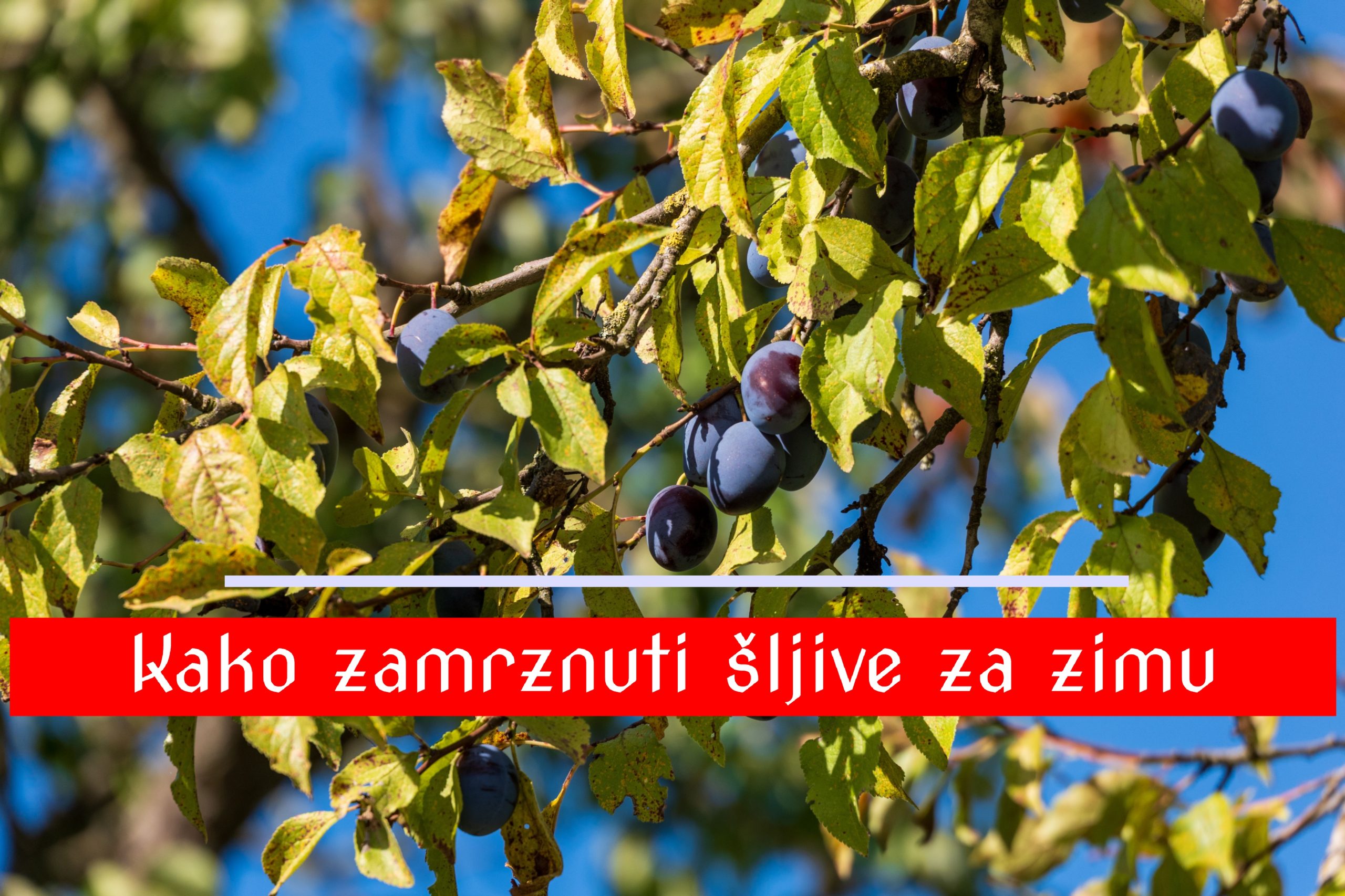 Kako zamrznuti šljive za zimu